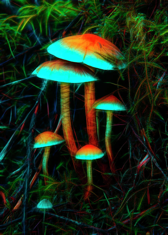 Glowing Psychedelic Mushrooms Photograph by Yulia Kazansky
