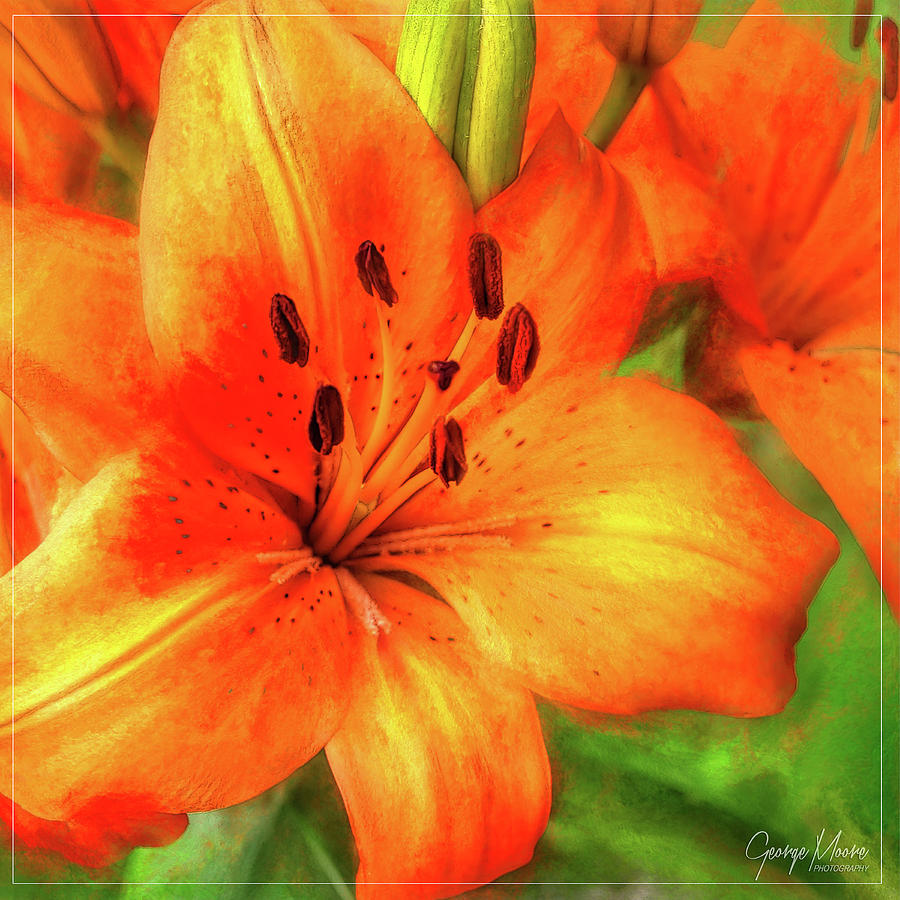 Glowing Orange Lily Photograph by George Moore
