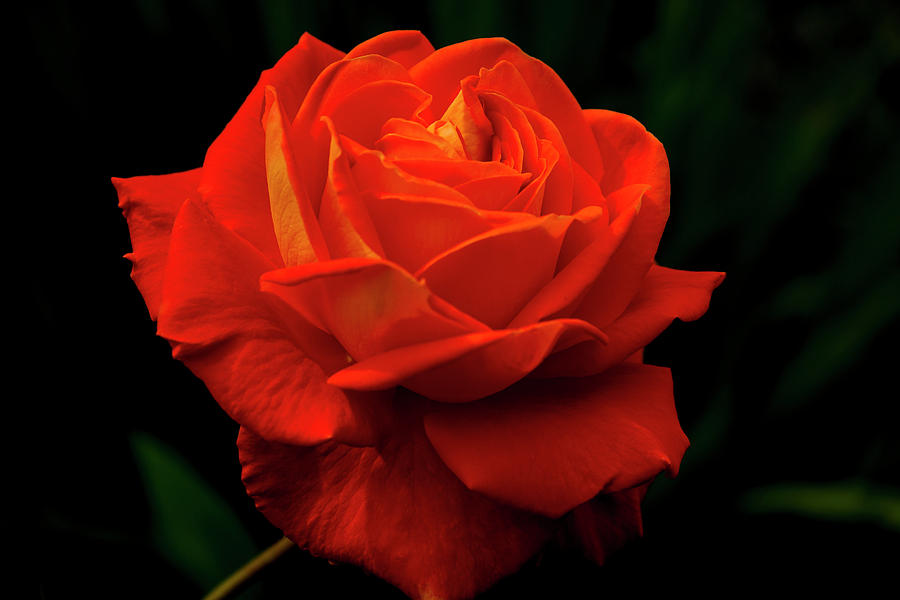 Glowing Orange Rose Photograph by Doug Scrima