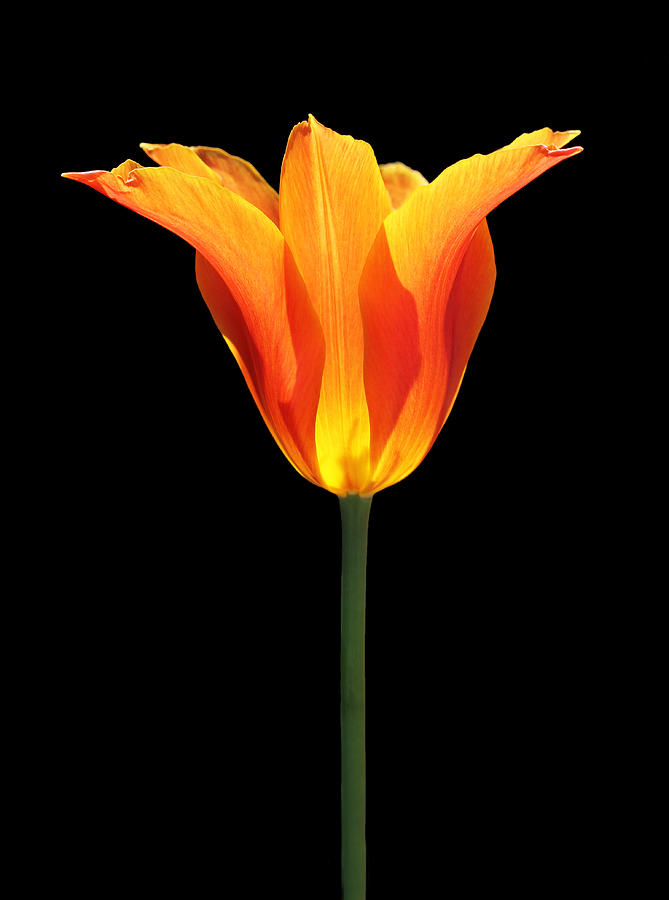 Glowing Orange Tulip Flower Photograph by Jennie Marie Schell