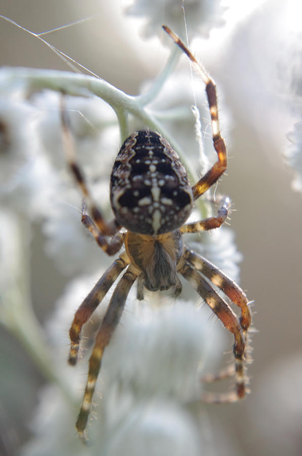 Glowing Orb Weaver Photograph by Adria Trail