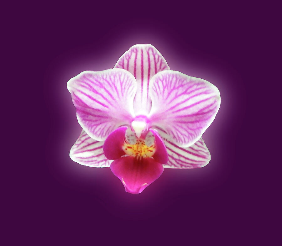 Glowing Orchid Photograph by Johanna Hurmerinta