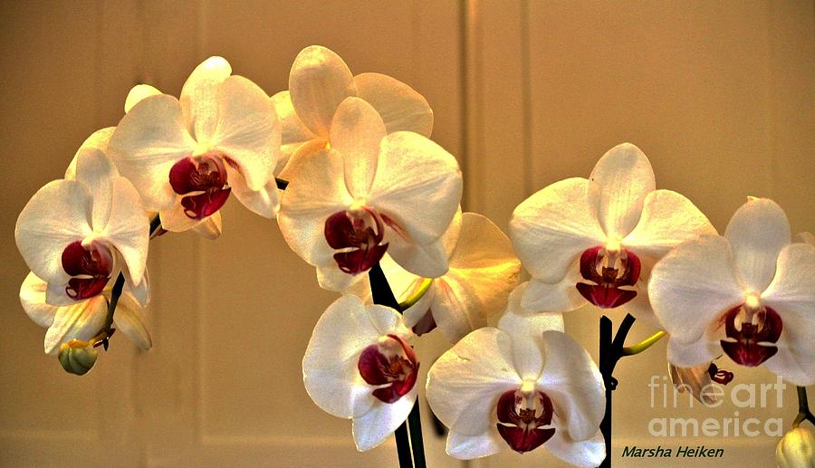 Glowing Orchids Digital Art by Marsha Heiken