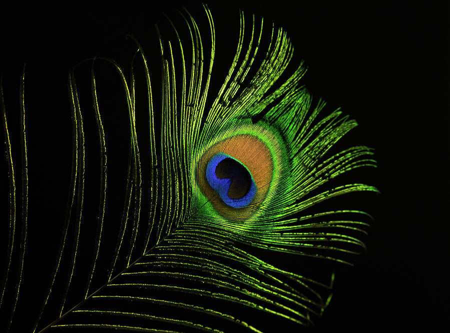 Peacock Photograph - Glowing Peacock Eye by Douglas Barnett
