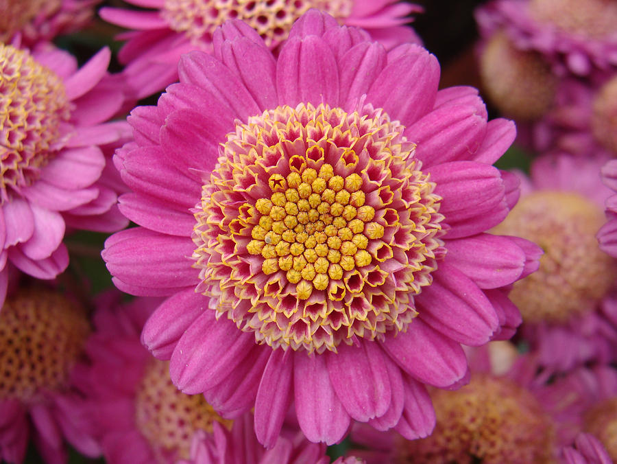 Glowing Pink Flower Photograph by Bliss Of Art | Fine Art America