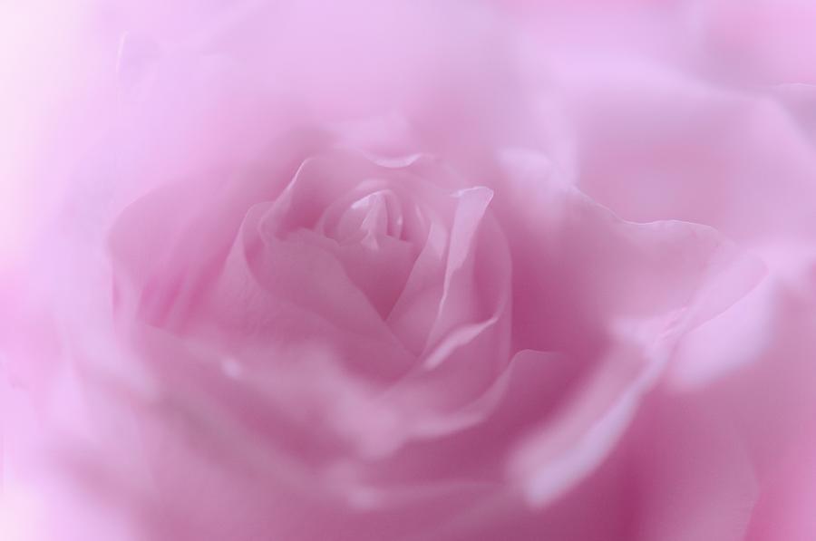 Glowing Pink Rose Photograph by Jenny Rainbow