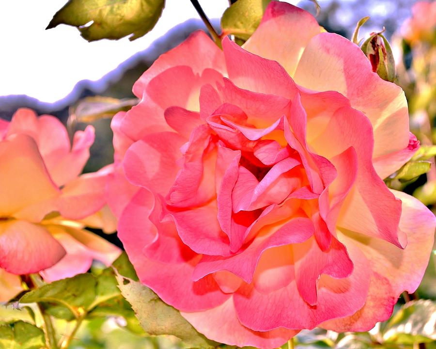 Glowing Pink Rose Petals Photograph by Kim Bemis