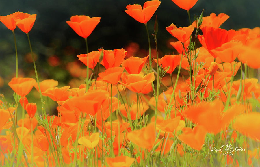 Glowing Poppies Photograph by Steph Gabler