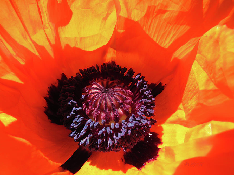 Eye Popping Oriental Poppy - Images from the Garden - Oriental Poppy Art Photograph by Brooks Garten Hauschild