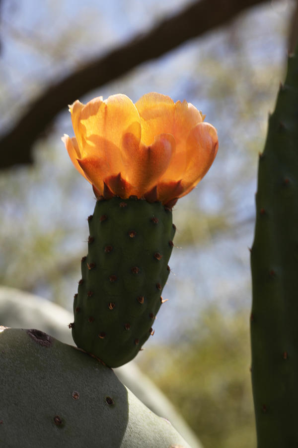 Glowing Prickly Pear Cactus Photograph by Tammy Pool