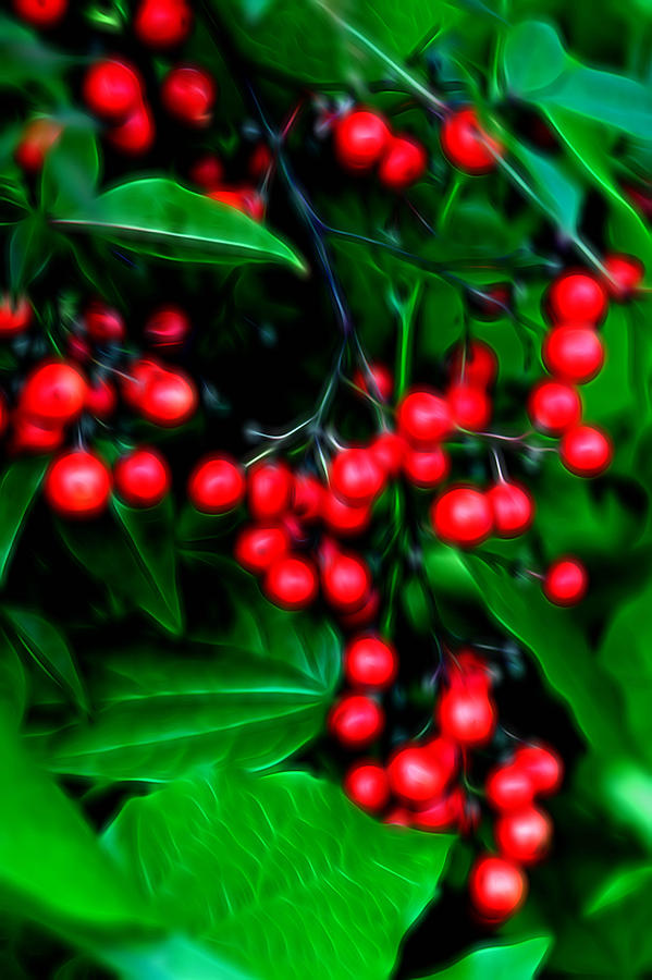 Glowing Pyracantha Berries Photograph by Linda Phelps