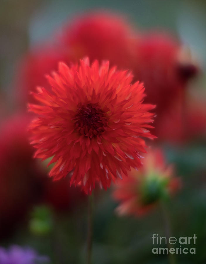 Glowing Red Dahlia Photograph by Mike Reid