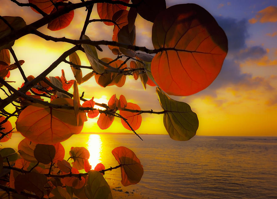 Paradise Photograph - Glowing Red II by Stephen Anderson