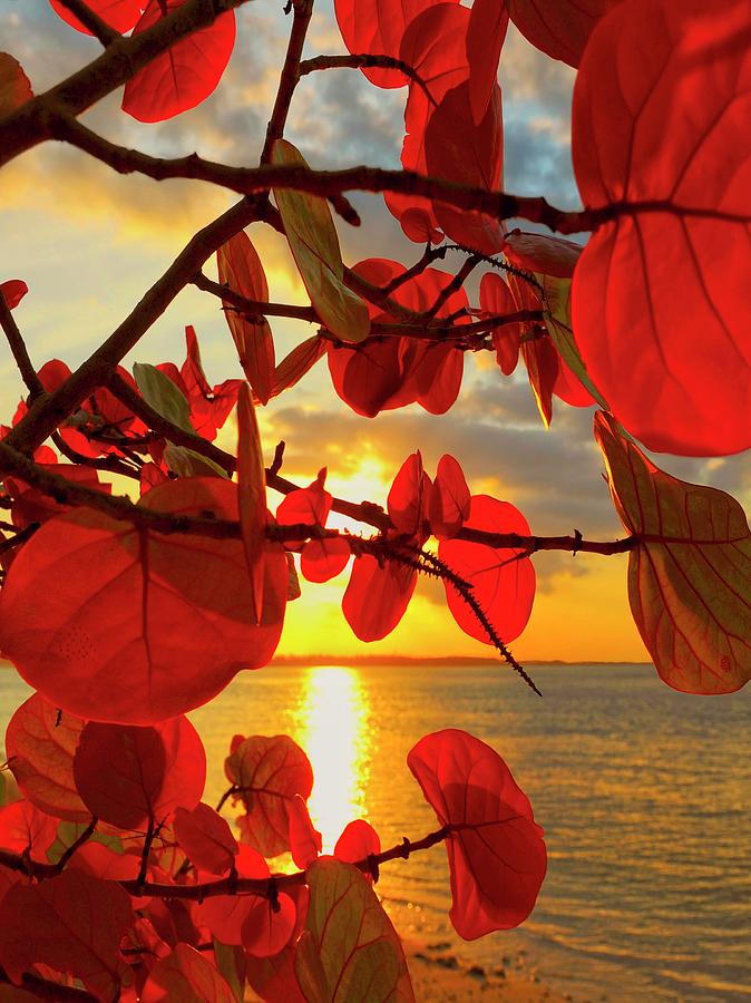 Glowing Red by Stephen Anderson Glowing Red by Stephen Anderson