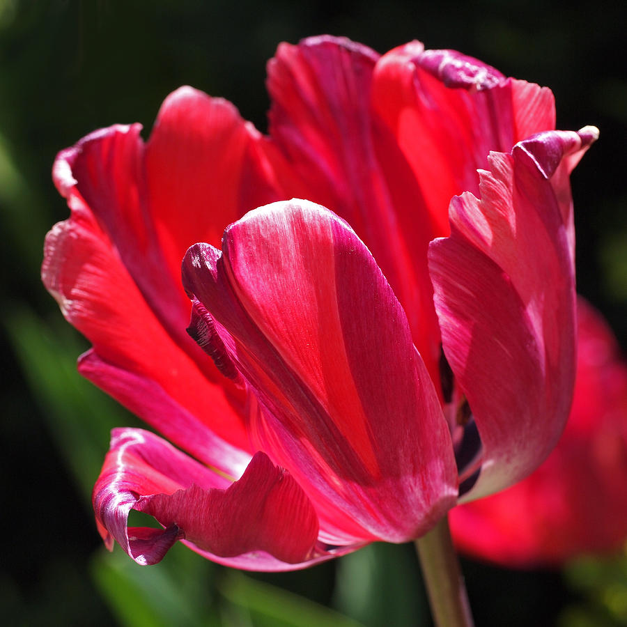 Glowing Red Tulip Photograph by Rona Black