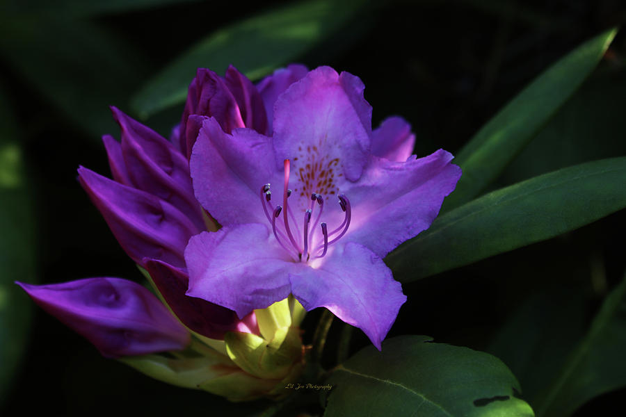 Glowing Rhododendron Photograph by Jeanette C Landstrom