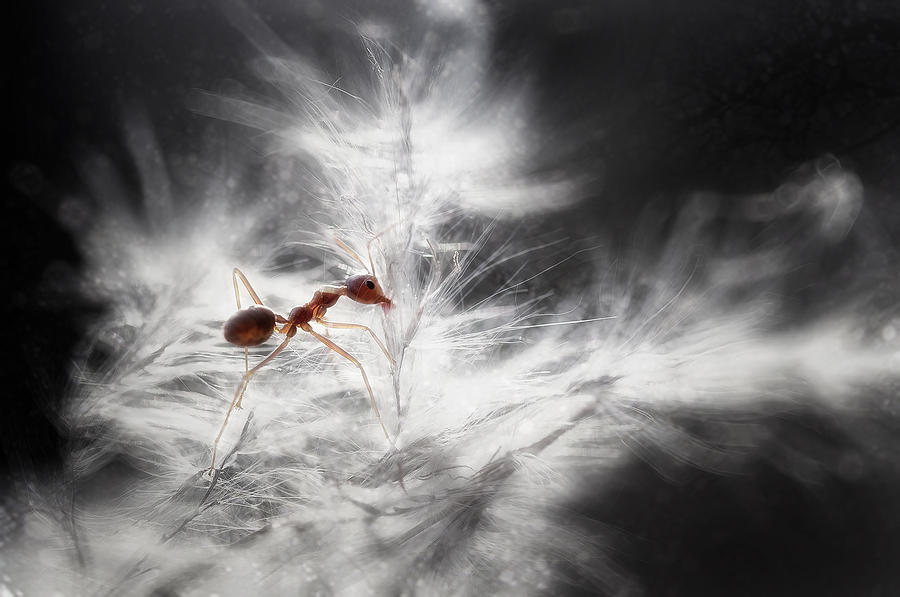 Ant Photograph - Glowing by Rooswandy Juniawan