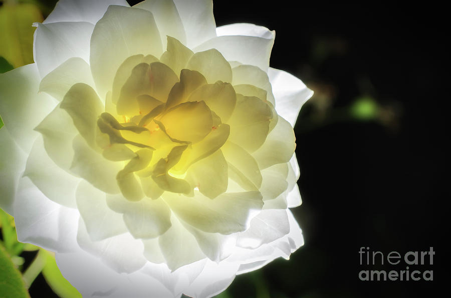 Glowing Rose 2 Nature / Floral / Botanical Photograph Photograph by PIPA Fine Art - Simply Solid