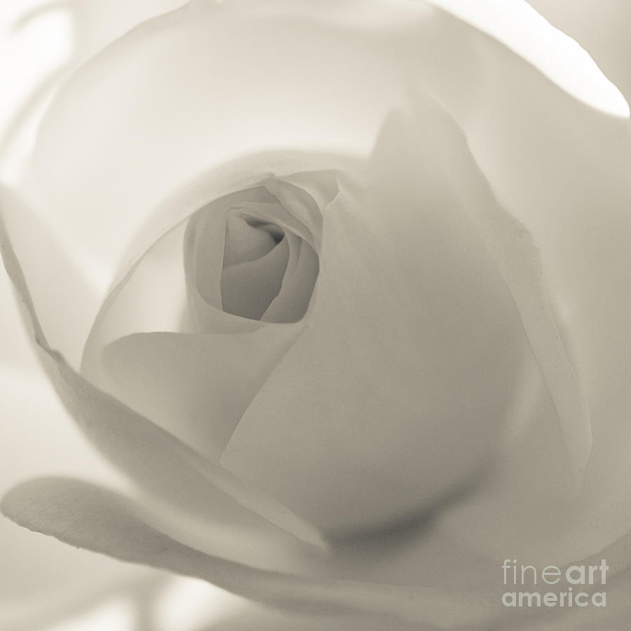 Flower Photograph - Glowing Rose BW by Brian Luke