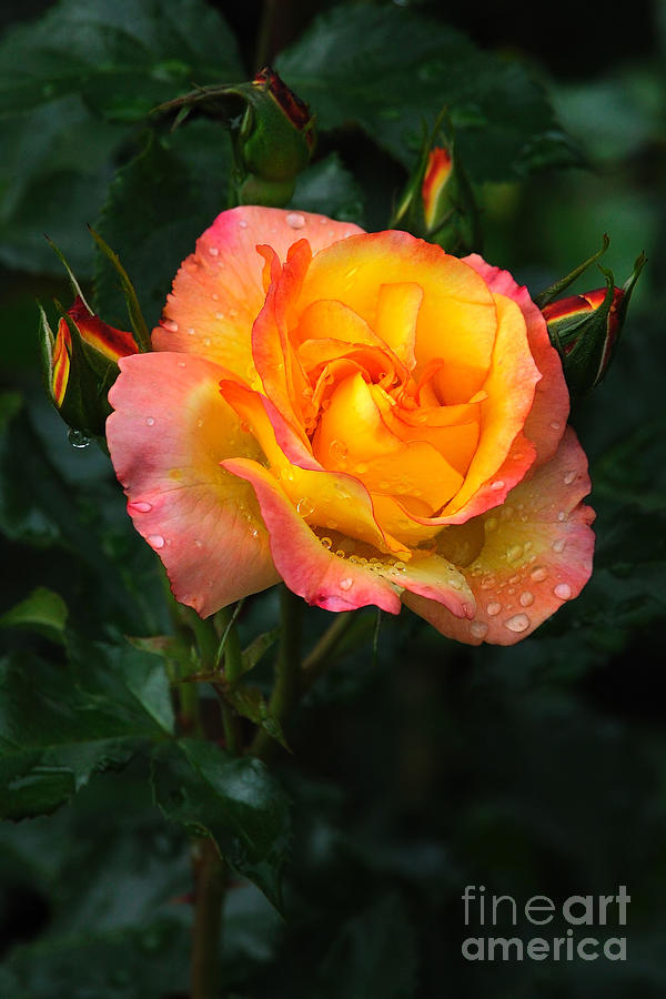 Glowing Rose Photograph by Edward Sobuta