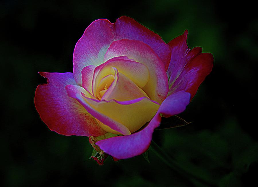Glowing Rose Photograph by Karen McKenzie McAdoo