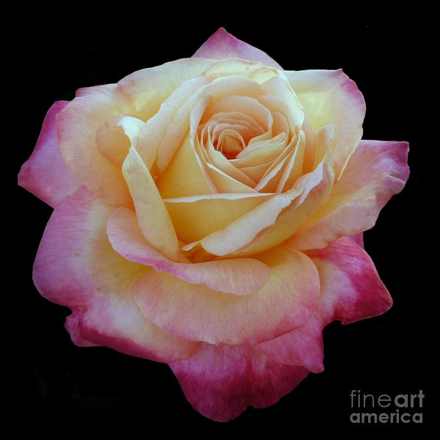 Glowing Rose on Black Photograph by Patricia Strand