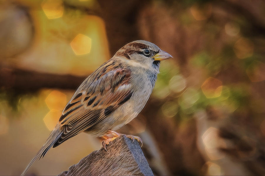 Glowing Sparrow Photograph