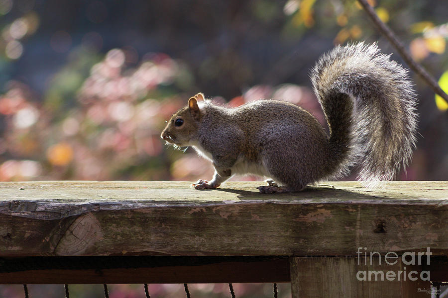 Glowing Squirrel Photograph by Jennifer White