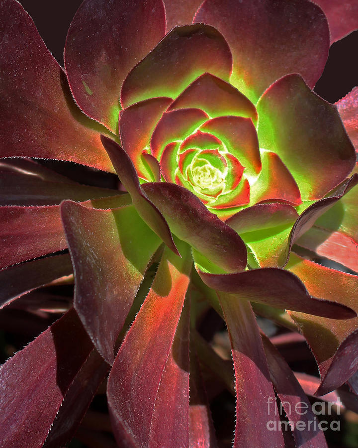 Glowing Succulent Photograph by Cheryl Del Toro