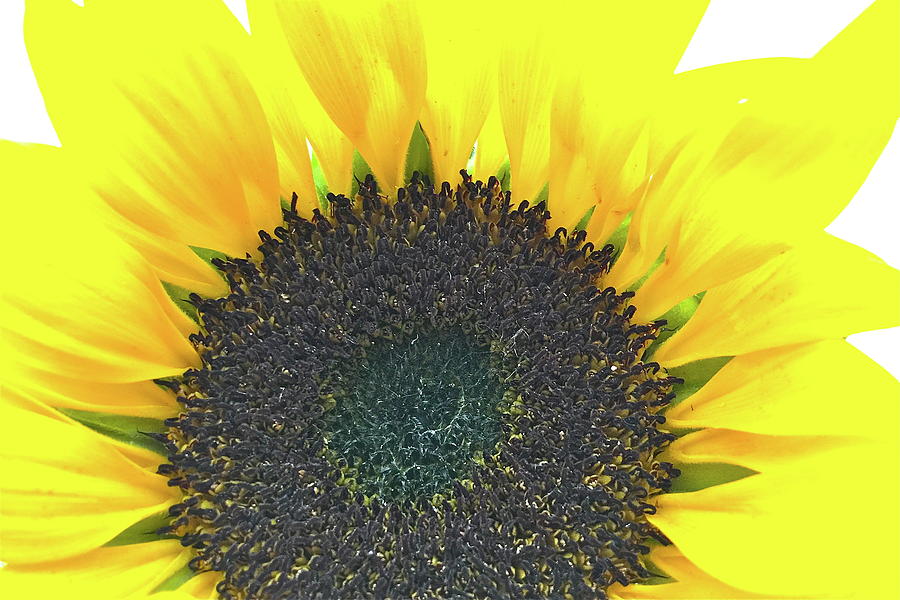 Sunflower Photograph - Glowing Sunflower by Caroline Reyes-Loughrey Sunflower Photograph - Glowing Sunflower by Caroline Reyes-Loughrey