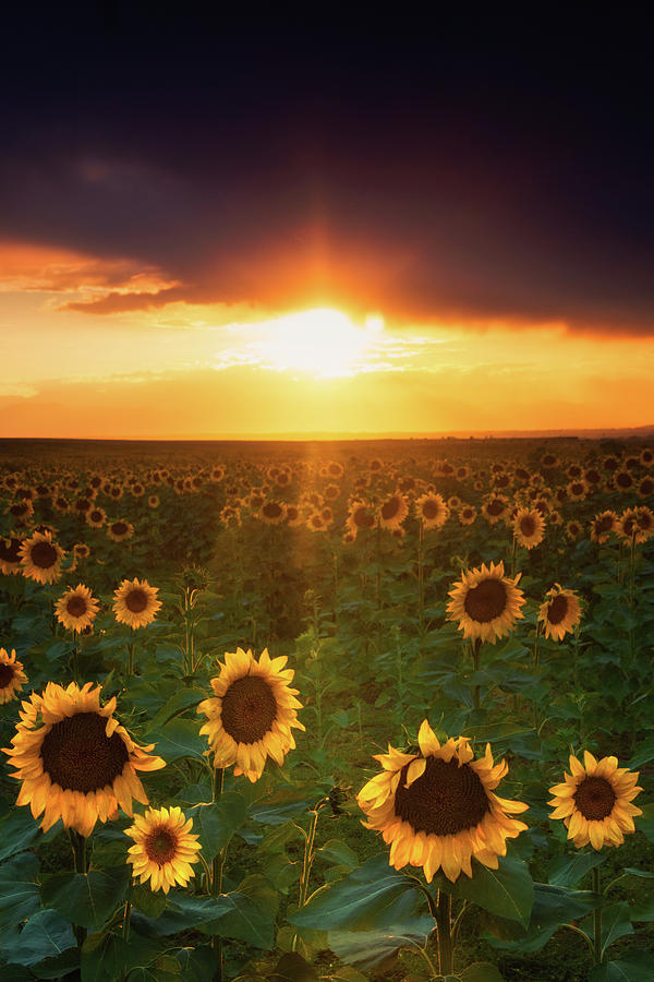 Glowing Sunflowers Photograph by John De Bord