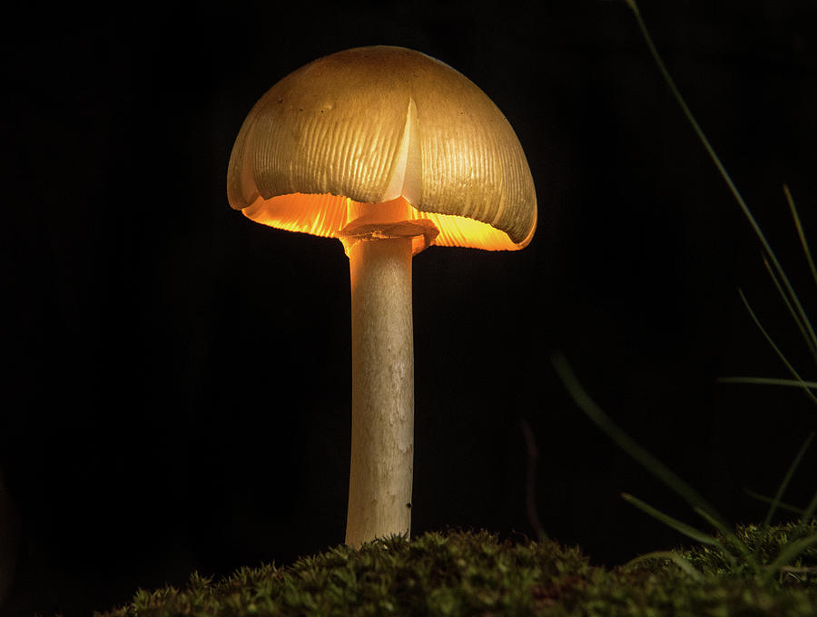 Glowing Sunlight Mushroom 1 Photograph by Douglas Barnett