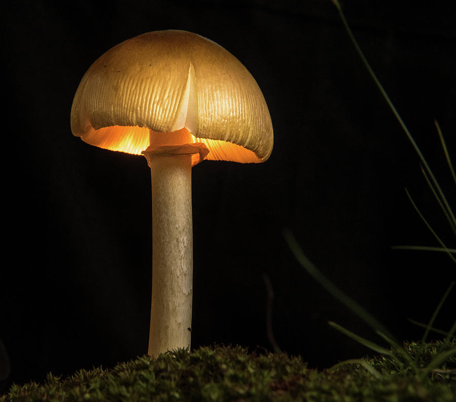 Glowing Sunlighted Mushroom 2 Photograph by Douglas Barnett