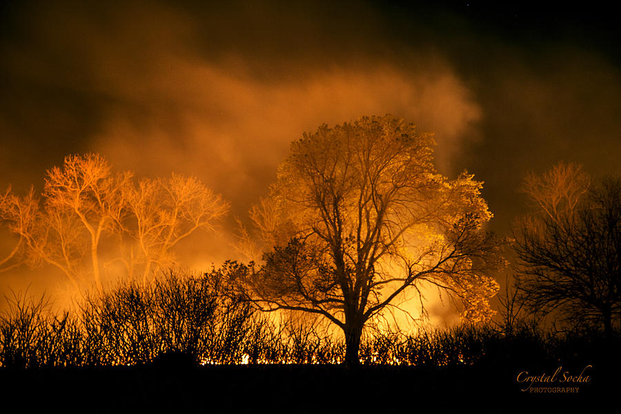 Glowing Tree Photograph by Crystal Socha