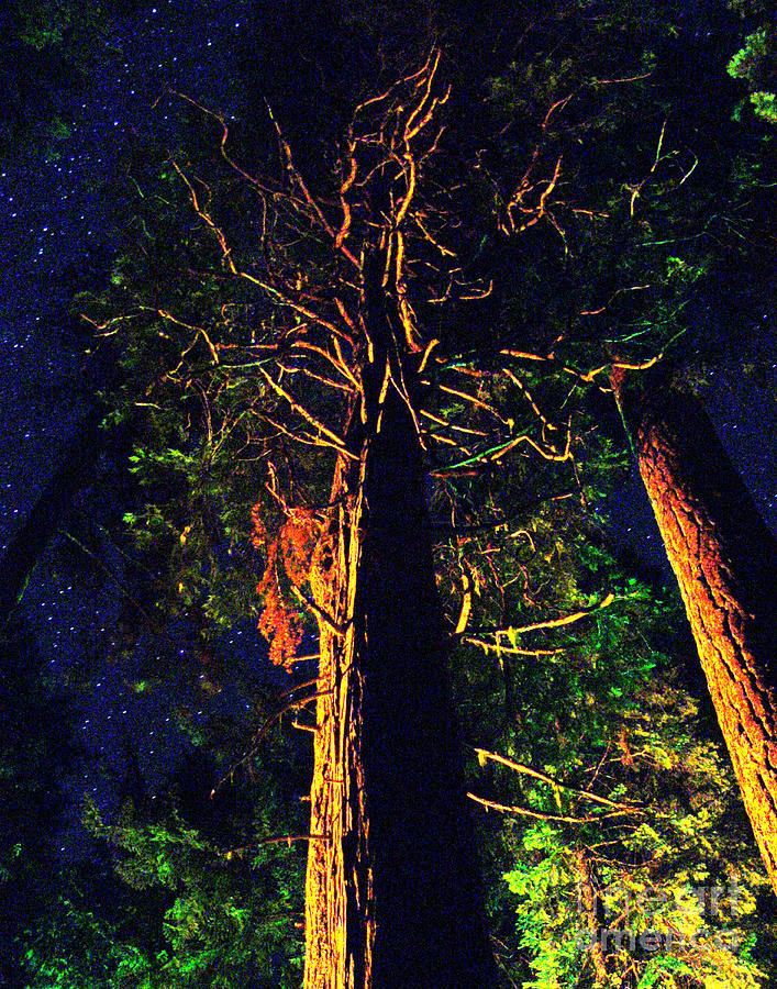 Abstract Photograph - Glowing Trees by Peter Piatt