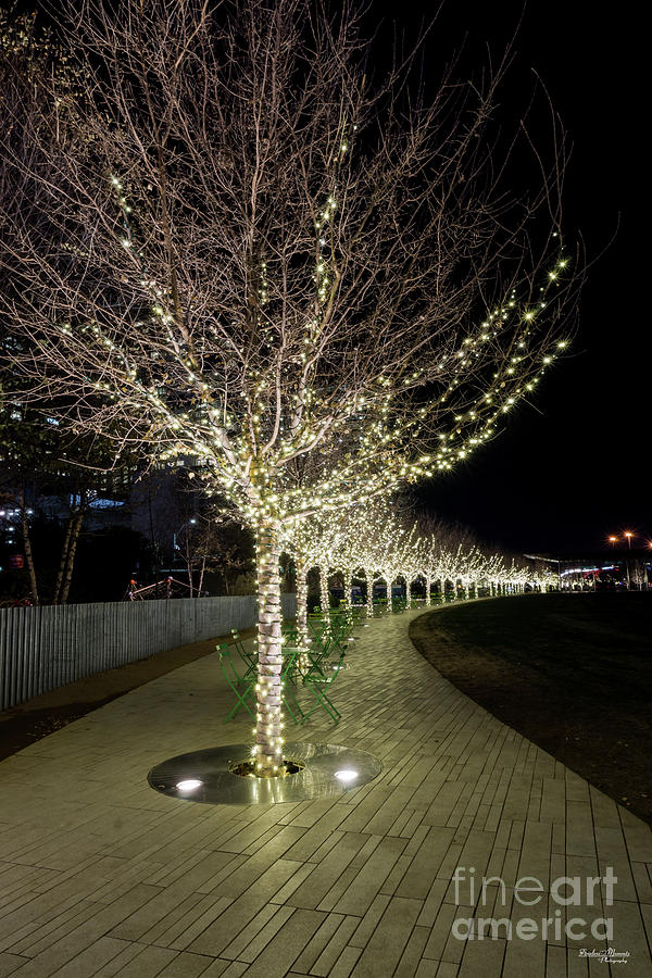 Glowing Trees Walkway Photograph by Jennifer White