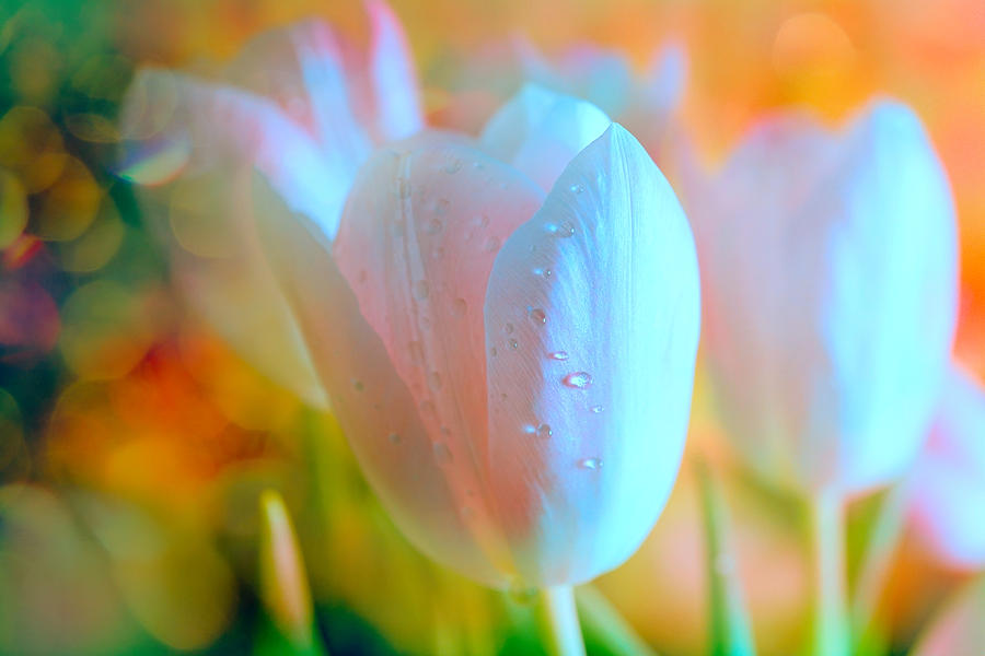 Glowing Tulip flowers Photograph by Lilia S