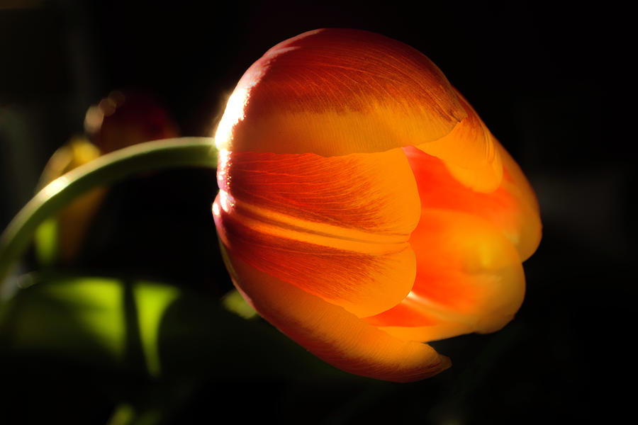Glowing Tulip  Photograph by Wolfgang Stocker