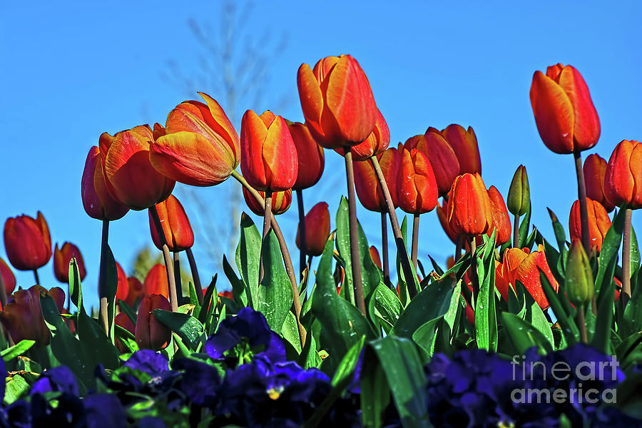 Tulip Photograph - Glowing Tulips against Blue Sky by Kaye Menner