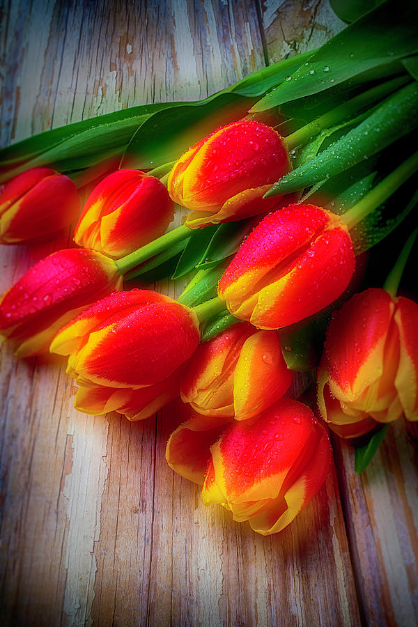 Glowing Tulips Photograph by Garry Gay - Fine Art America