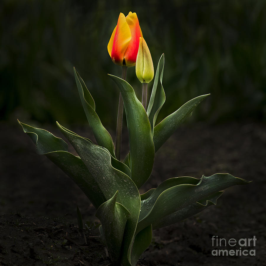 Glowing Tulips in Love Photograph by Sonya Lang