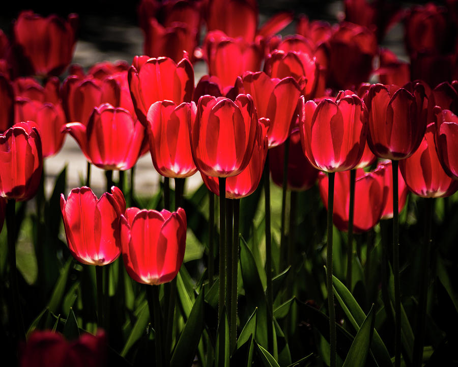 Glowing Tulips Photograph by Jay Stockhaus