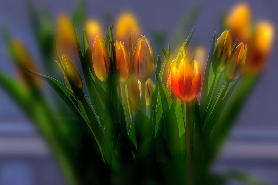 Glowing Tulips Photograph by Wolfgang Stocker
