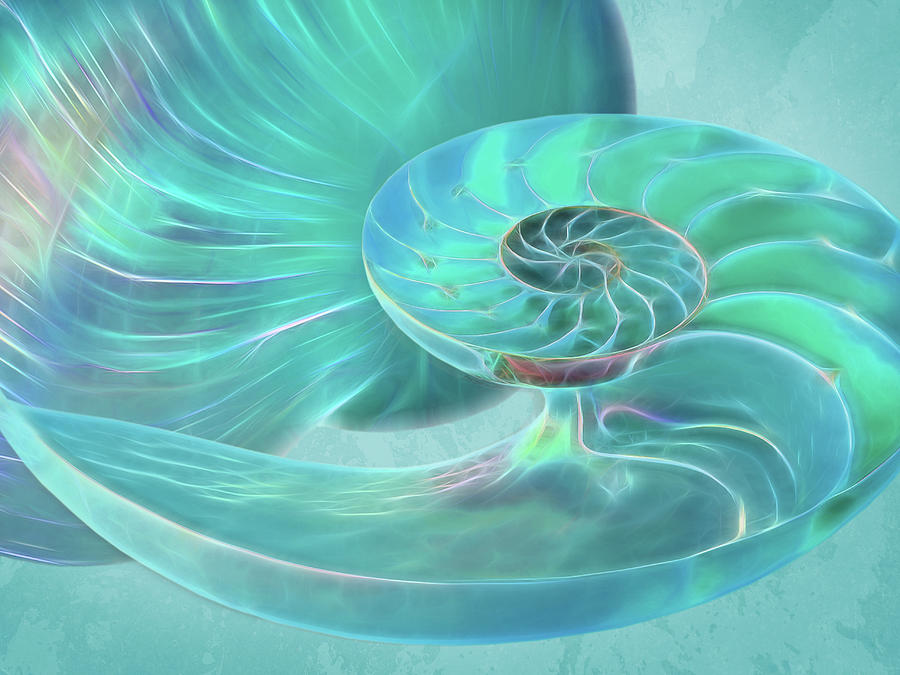 Glowing Turquoise Nautilus Shell Photograph by Gill Billington