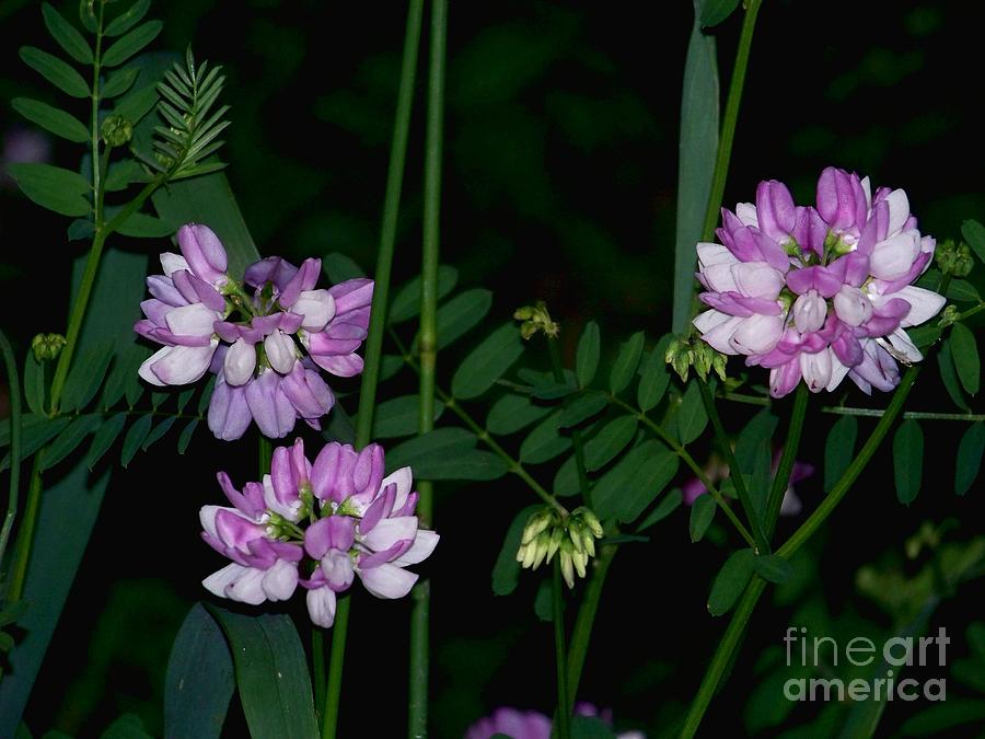 Glowing Vetch Photograph by Charles Robinson