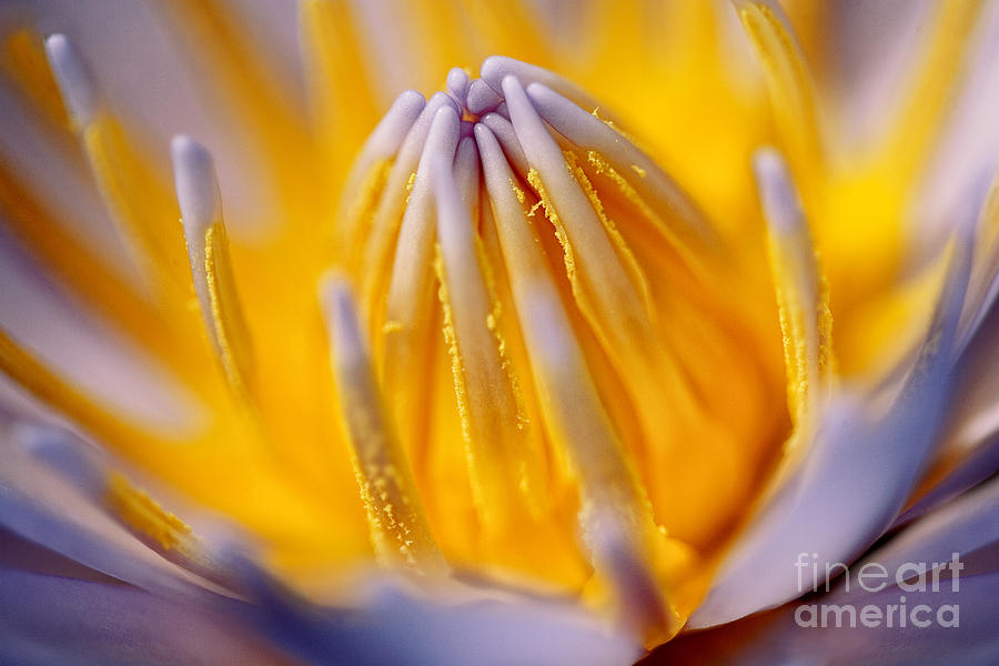 Glowing Water Lily Photograph by Jerry Fornarotto