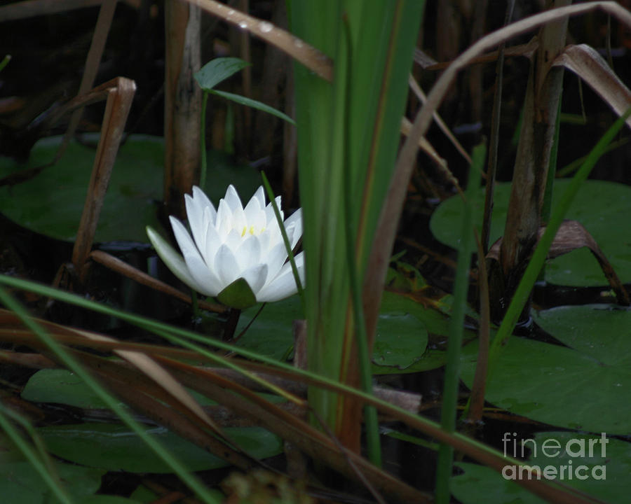 Glowing Water Lily Photograph by Smilin Eyes Treasures