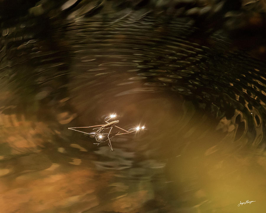 Glowing Water Strider Photograph by Jurgen Lorenzen