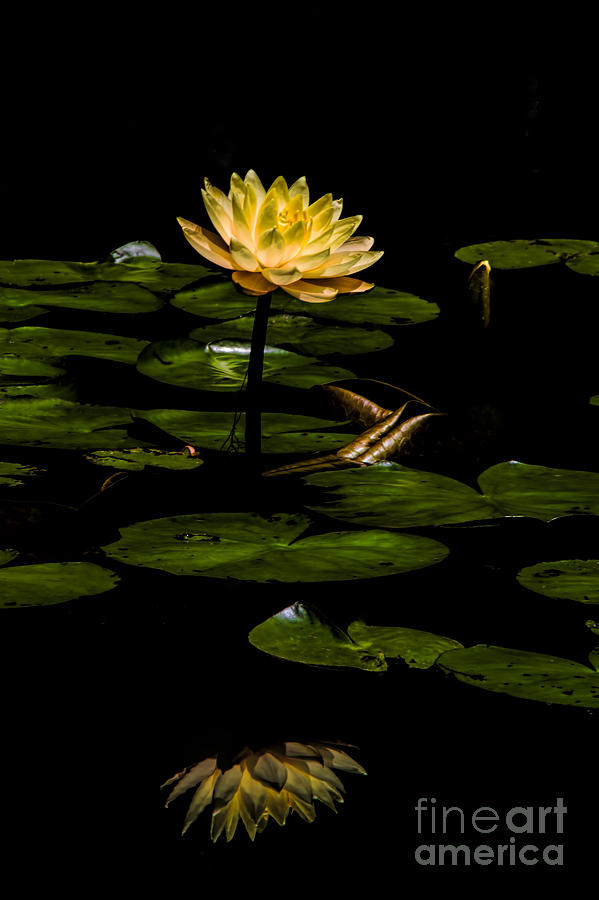 Glowing Waterlily Photograph by Barbara Bowen
