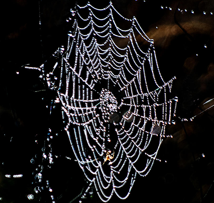 Nature Photograph - Glowing Web by Kenneth Albin